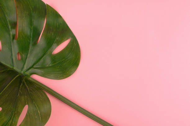 istock Patel pink minimal background with green tropical palm leaves Monstera. 1209713085