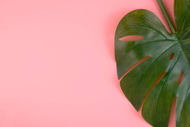 istock Patel pink minimal background with green tropical palm leaves Monstera. 1209713094