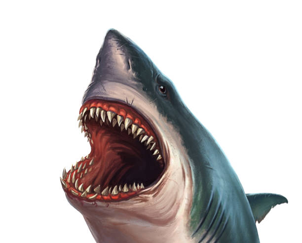 istock Great white shark on a white background. The head of a large shark with open mouth. 1209714283