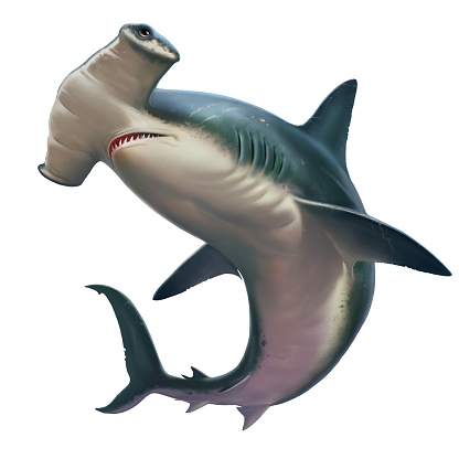Hammerhead shark on white. Realistic isolated illustration. Attack of a great hammerhead shark in a jump out of the water.
