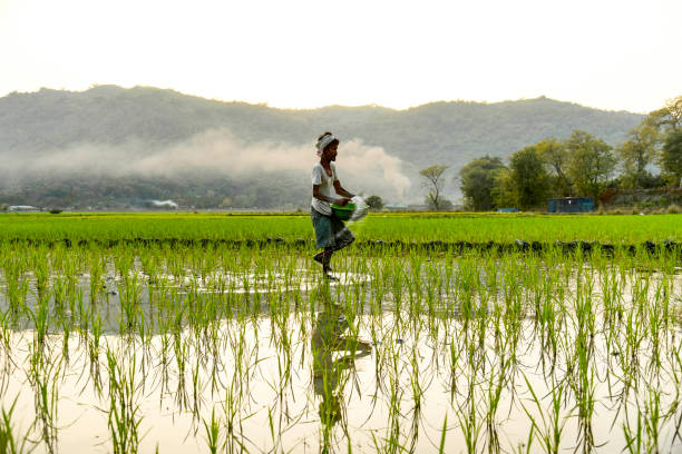 rolnik rozprasza nawóz w nowo posadzonym polu ryżowym - urea zdjęcia i obrazy z banku zdjęć