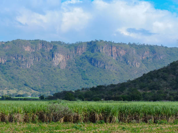 istock cane fields on the valley of tamazula. 1209715005