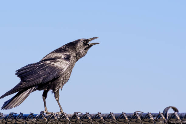 istock American crow vocalizing while standing on a fence; blue sky background 1209716849