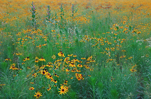 Landscape of a summer wildflower meadow, with black-eyed susans, milled, and other blooms, Michigan, USA