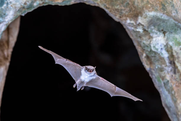 Long-fingered bat flying from cave Long-fingered bat (Myotis capaccinii) flying from entrance of colony cave in Spanish Pyrenees, Aragon, Spain. April. mouse eared bat photos stock pictures, royalty-free photos & images