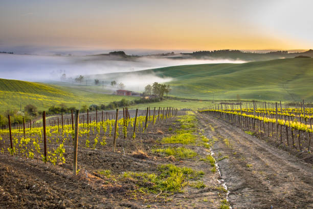 istock Vineyard in foggy hills 1209718084