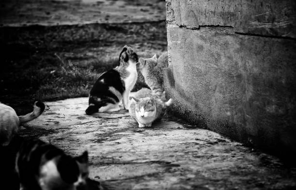 istock Abandoned street cats 1209721380