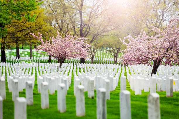 istock Cherry trees blooming at spring on army cemetery 1209722347