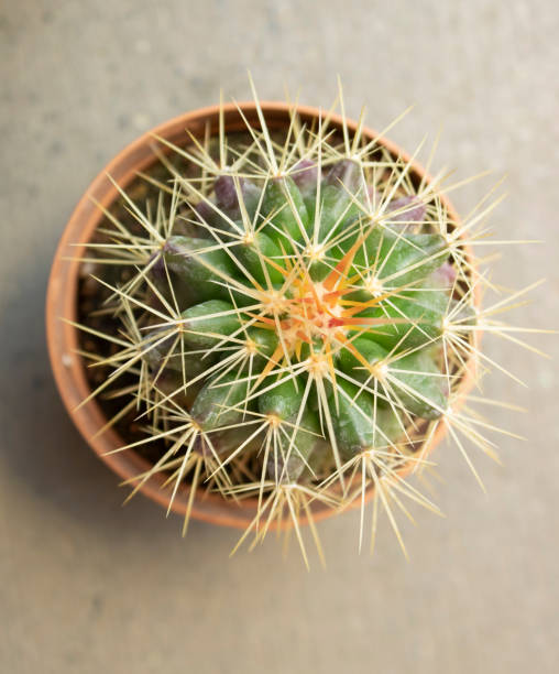 plan rapproché du cactus, dont le nom latin est echinocactus grusonii. - grusonii photos et images de collection