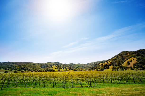 istock Spring at California vineyard rural plantation 1209722621