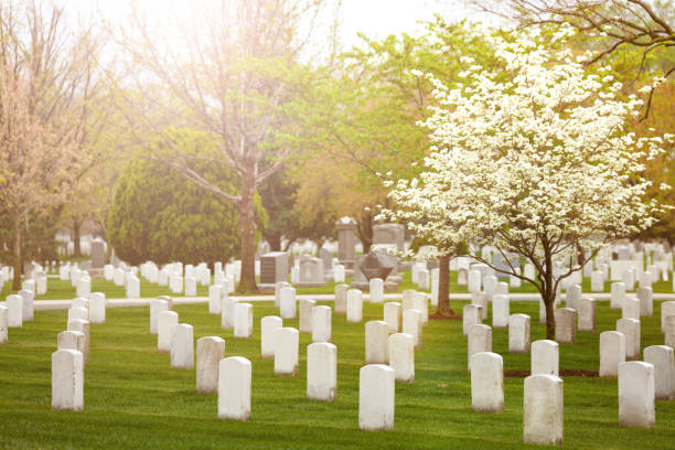 istock Spring and blooming cherry with rows of tombs 1209722675