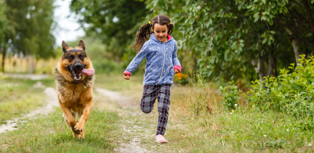 german shepherd walking funny