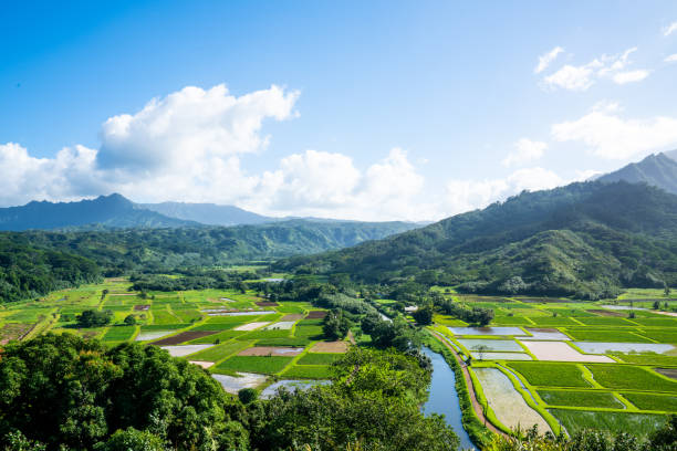 カウアイ農園,ハワイ - forest canal tropical rainforest river ストックフォトと画像