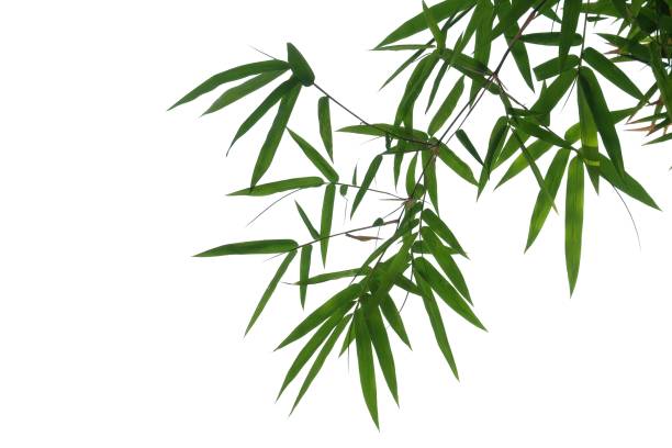 istock Bamboo leaves with branches on white isolated background 1209724680