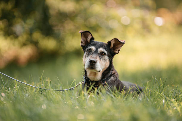 istock black and tan mixed breed dog lying down outdoors in summer 1209725114