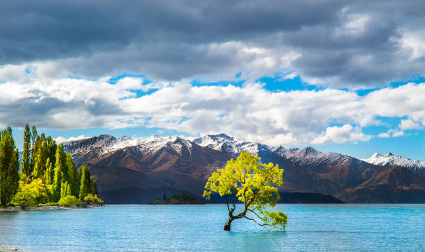 istock Wanaka lake tree New Zealand 1209725793
