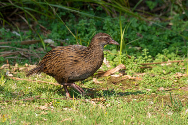 ウェカ - queen charlotte sound ストックフォトと画像