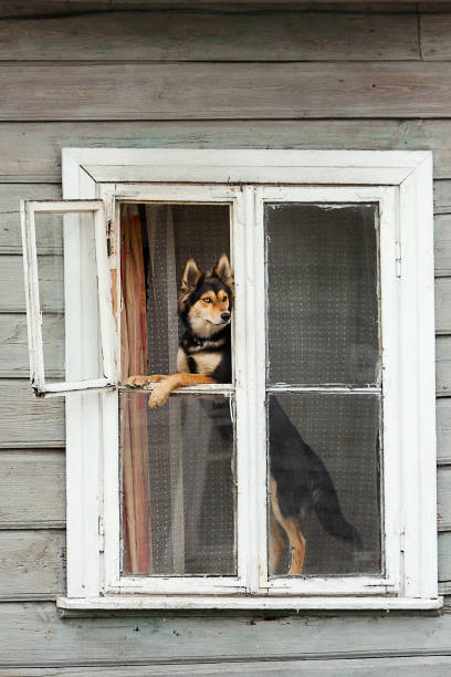 istock Husky dog sitting at opened house window and looking for print 1209727042