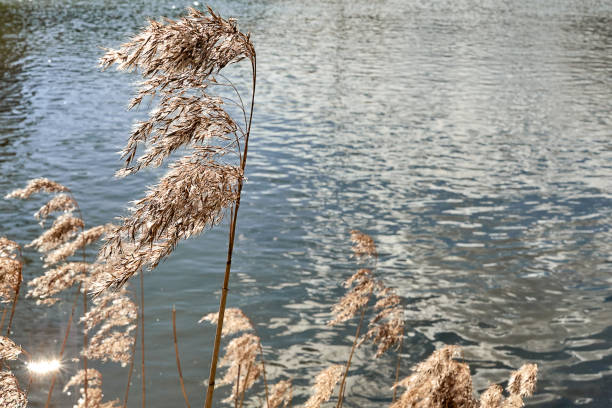 istock Dry reed bending over the water 1209727044