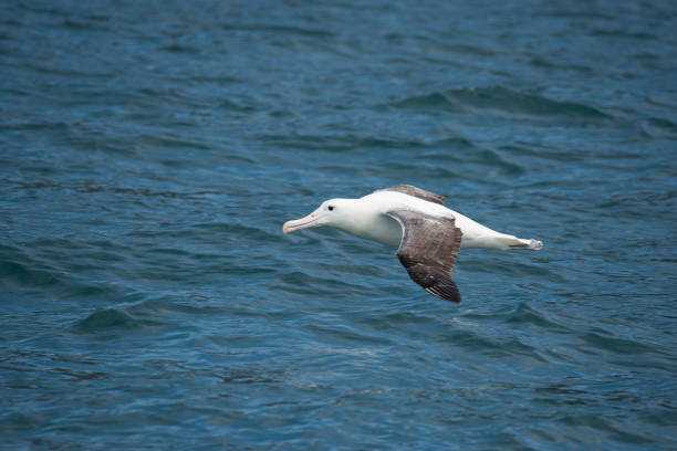 Name: Southern Royal AlbatrossScientific name: Diomedea epomophoraCountry: New ZealandLocation: Kaikoura