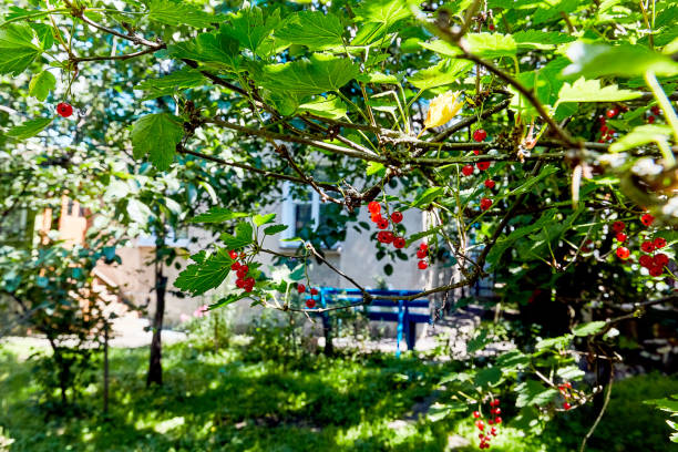 istock Red berries on a green bush rural house background 1209729787