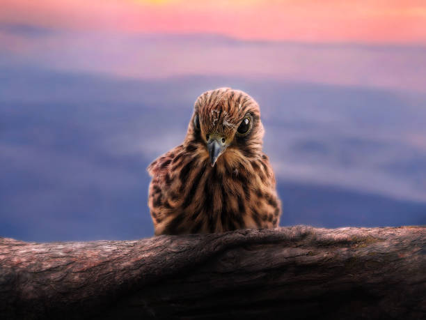 istock A nestling hawk sits on a branch on a sky background 1209729839