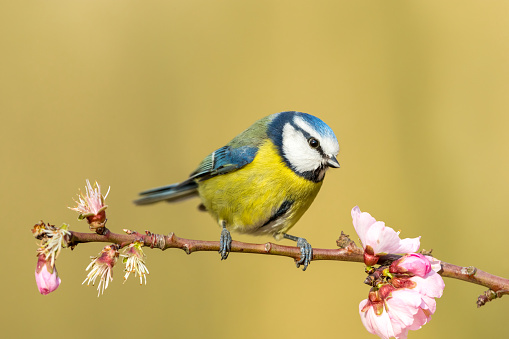 Blue tit (Scientific name:  cyanistes caeruleus) in Springtime, perching on a branch with pink almond blossom.  Facing right. Close up. Clean background. Horizontal.  Space for copy.