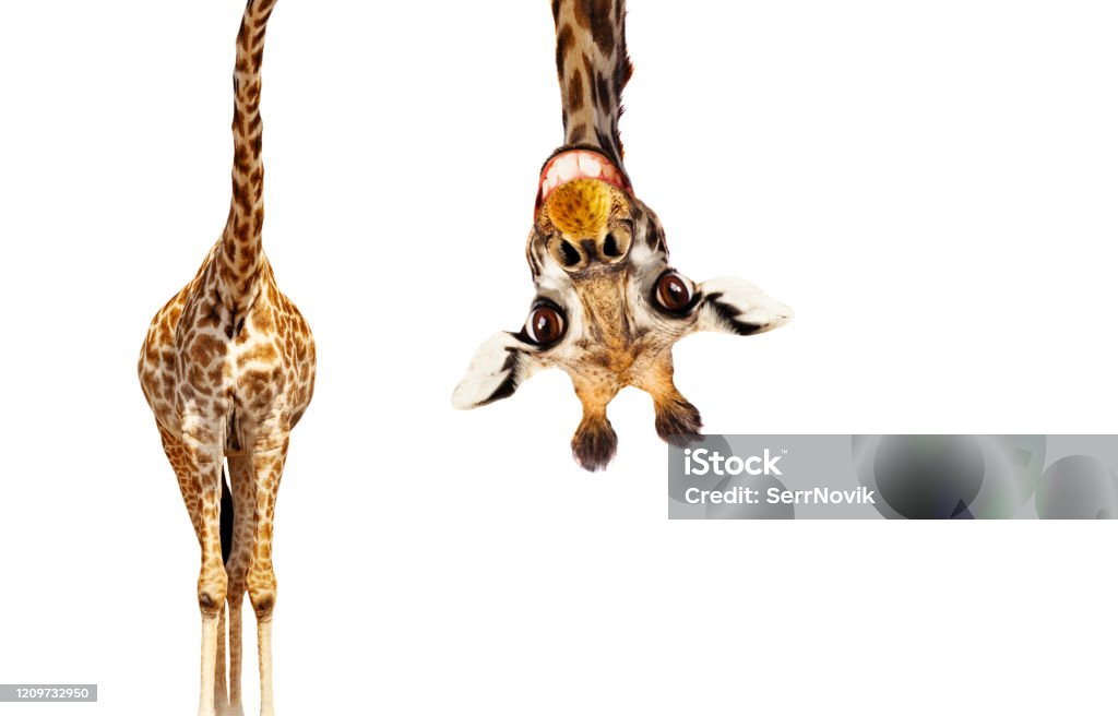 Fun cute upside down portrait of giraffe on white Funny cute upside down portrait of giraffe with long head on white background Giraffe Stock Photo