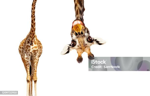 Fun Cute Upside Down Portrait Of Giraffe On White Stock Photo - Download Image Now - Giraffe, Humor, Upside Down