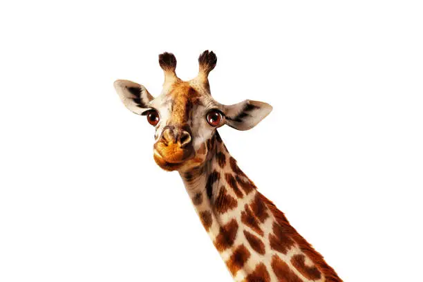 Photo of Happy simple on white head portrait of giraffe
