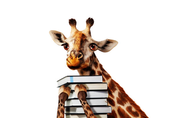 Happy giraffe with stack of books close view, Happy giraffe with stack of books close view, mixed media illustration giraffe photos stock pictures, royalty-free photos & images