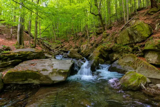 Photo of water stream in the beech forest