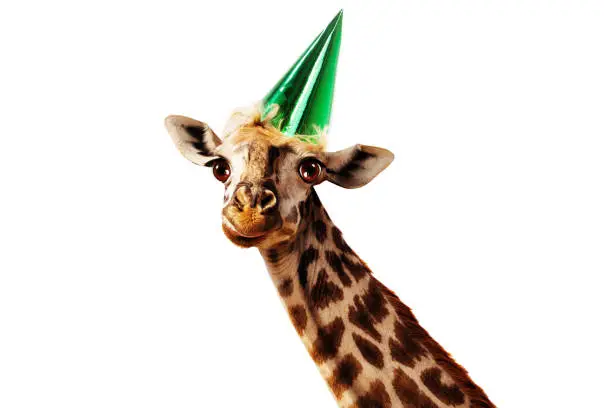 Photo of Happy head of giraffe on white wear birthday cap
