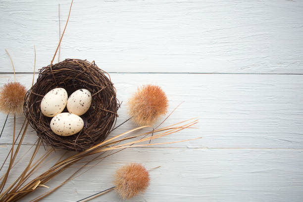 istock quail eggs in the nest, top view, wooden background, Easter concept 1209734011