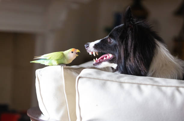 istock A lovebird and a Shetland Shepherd playing together 1209734182