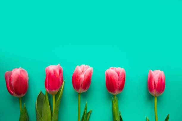 istock Red tulips on bright green background, top view. Copy space for the text 1209734186