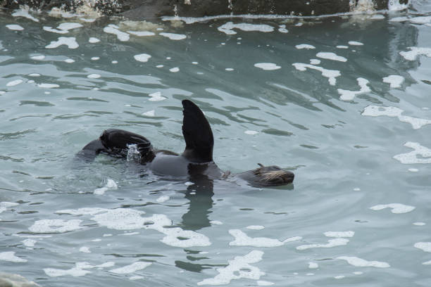 Names: New-Zealand Fur Seal, Australasian Fur Seal, South Australian Fur Seal, Antipodean Fur Seal, Long-nosed Fur SealScientific name: Arctocephalus forsteriCountry: New ZealandLocation: Kaikoura