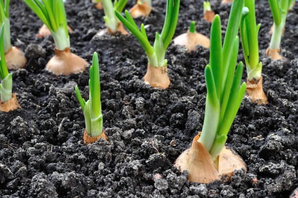 istock close-up of growing green onion 1209735056