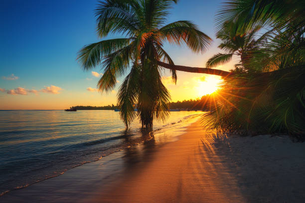 istock Paradise island beach. Palm trees  and tropical sunrise 1209736389