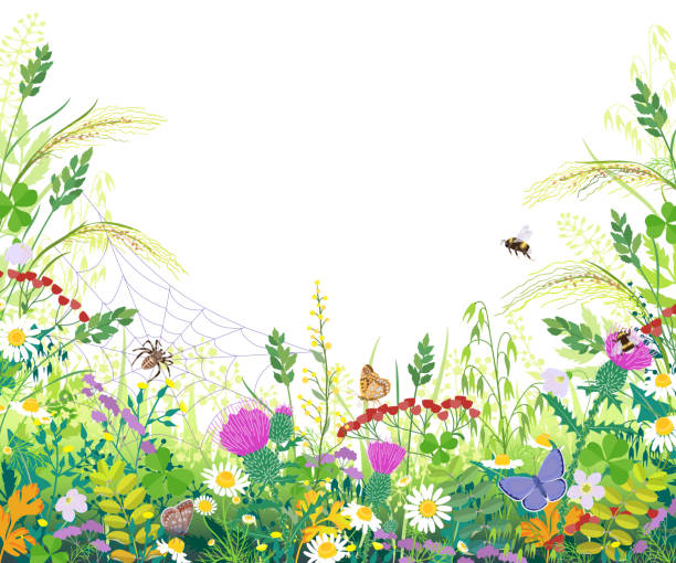 Colorful Frame with Summer Meadow Plants, Spider on Web and Insects Horizontal border with summer meadow plants. Green grass, colorful flowers, butterfly, bumblebee, spider on web on white background, space for text. Floral natural backdrop vector flat illustration. bee clipart stock illustrations
