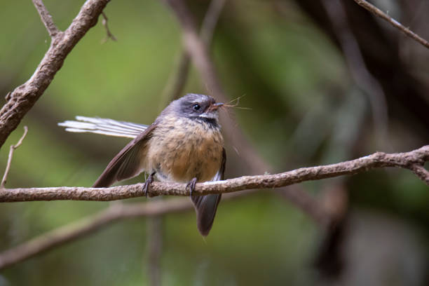 istock New Zealand Fantail 1209736636