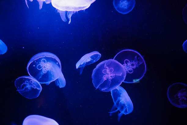 istock Jellyfish floating in dark waters illuminated by blue light 1209736960
