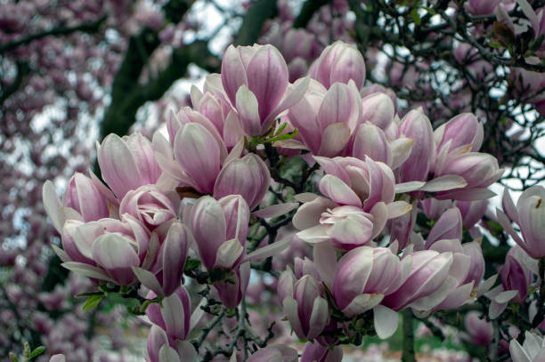 istock Magnolia soulangeana also called saucer magnolia flowering springtime tree with beautiful pink white flower on branches 1209738066