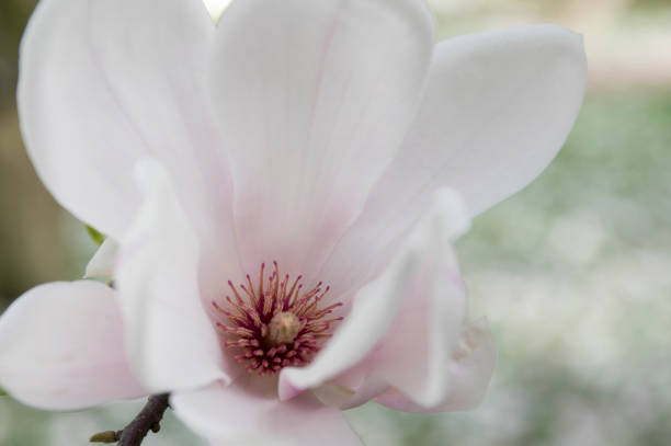istock Magnolia soulangeana also called saucer magnolia flowering springtime tree with beautiful pink white flower on branches 1209738071