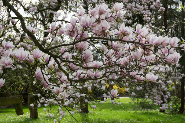 istock Magnolia soulangeana also called saucer magnolia flowering springtime tree with beautiful pink white flower on branches 1209738091