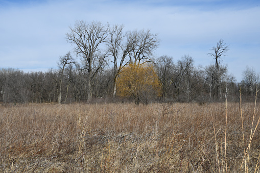 Meadow and Bare Trees Winter Nature Scene - Tree with Yellow Bark