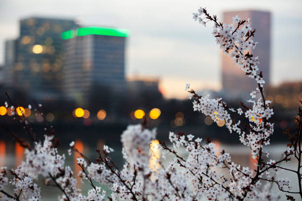 istock Spring Blooms Portland Oregon. 1209738386