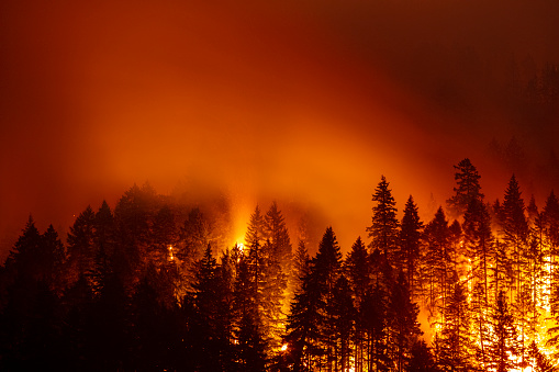 Mountain forest wildfire at night with burning trees