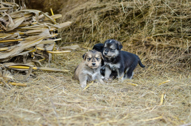 Group of young dogs, puppies, abandoned, waiting for rescue, adoption in animal shelter.