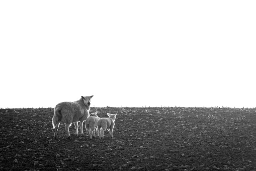 Mother Sheep walking off into the horizon with the two lamb's (Black & White)
